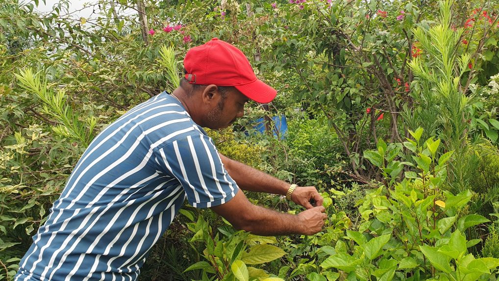 योगीको  व्यवसायिक नर्सरी : आम्दानीसँगै रोजगारी