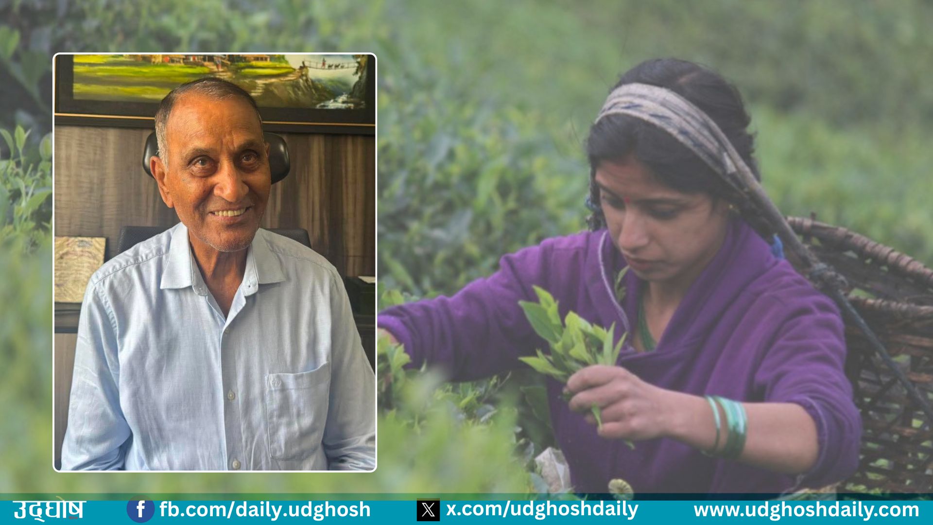 नेपाली चियामा भारतीय वक्रदृष्टि, गुणस्तरको बहानामा बजार कब्जाको खेल