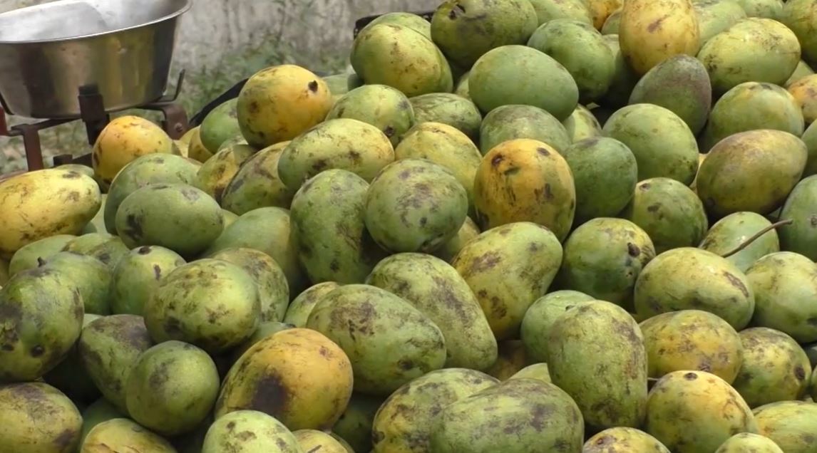 विषादीयुक्त आँपले बढाउन सक्छ स्वास्थ्य जोखिम