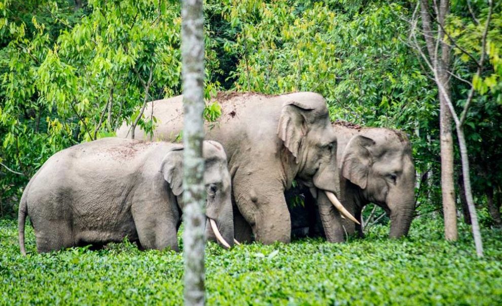 मर्निङ वाक’मा पनि हात्तीकै त्रास