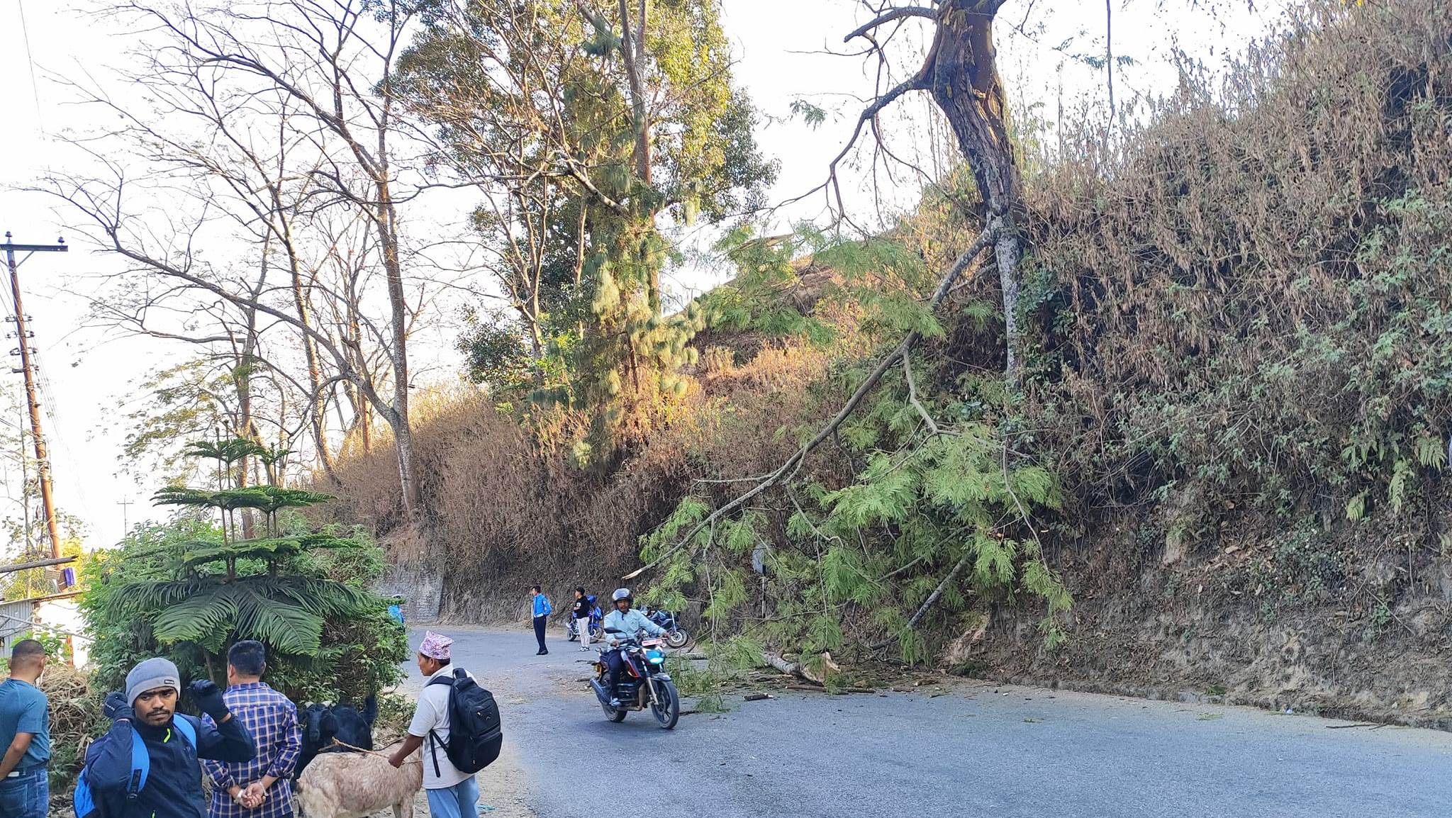 अस्पताल गएर घर फर्किने क्रममा रुखको हाँगाले लाग्दा महिलाको मृत्यु